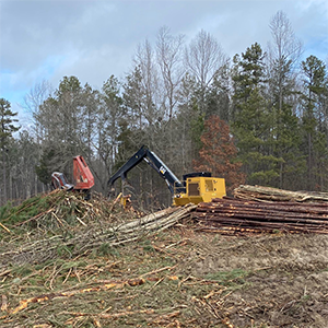 harvesting timber