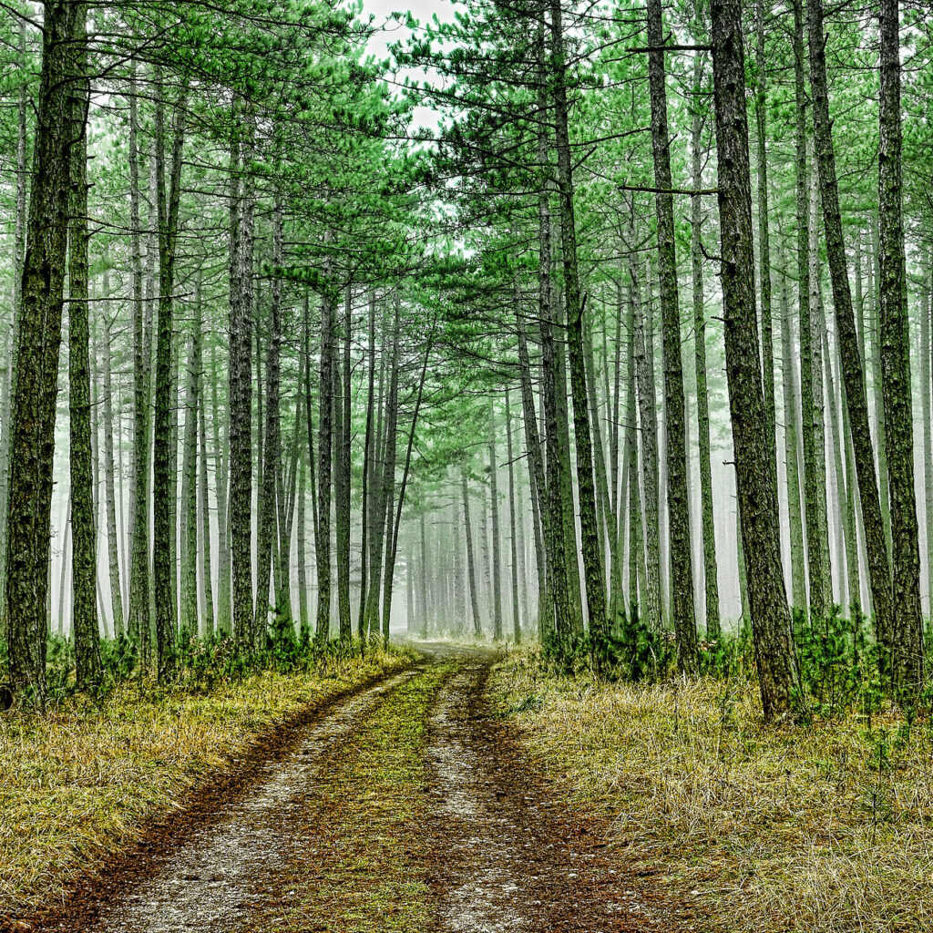 trail through pine forest